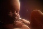 v utrobe small - В Великобритании абортированных младенцев сжигали