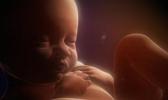 v utrobe small - В Великобритании абортированных младенцев сжигали