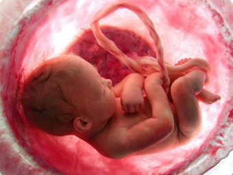 v utrobe - В Великобритании абортированных младенцев сжигали
