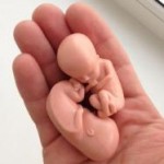 modelmladenca - Модели внутриутробных детей
